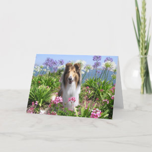 Collie i blommakort kort