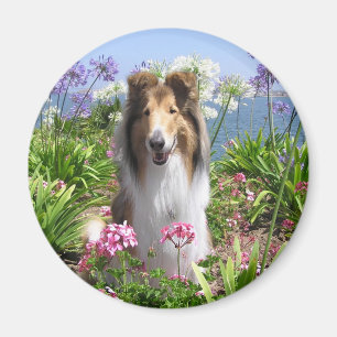 Collie i blommamagnet magnet