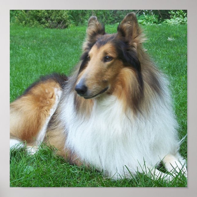 Collie in the Grass Poster (Framsidan)