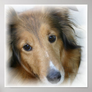 Collie Kanvastryck Poster