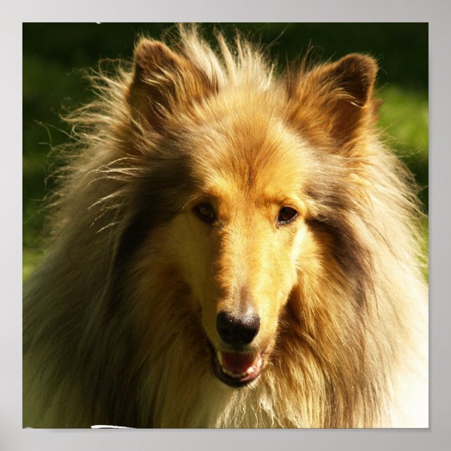 Collie Lassie Hund Print Poster (Framsidan)