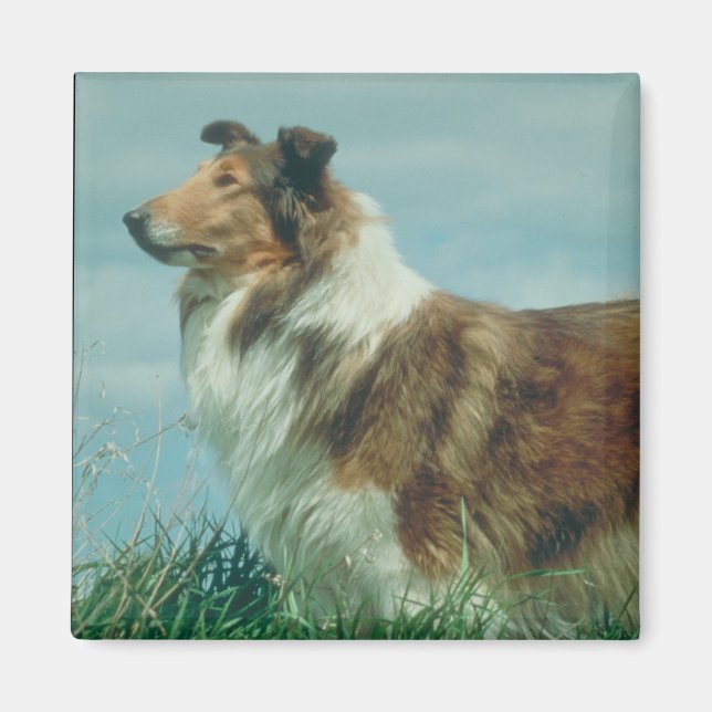Collie Magnet (Framsidan)