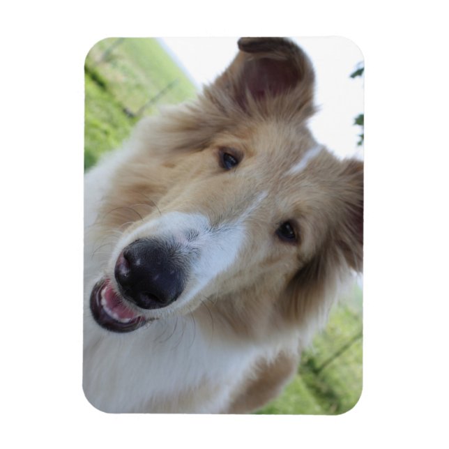 Collie Magnet (Vertikal)