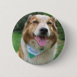 Collie mix i gräns knapp