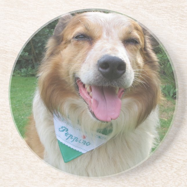 Collie mix i gräns underlägg (Framsidan)