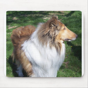 COLLIE MUSMATTA