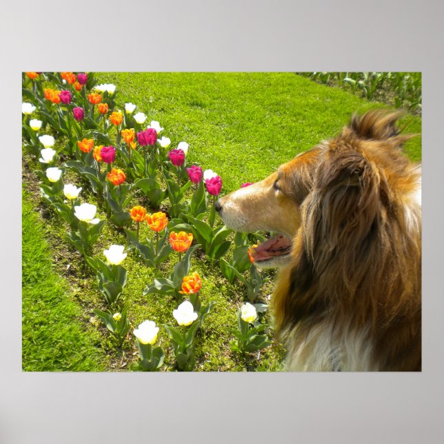 Collie N More Tulips Poster (Framsidan)