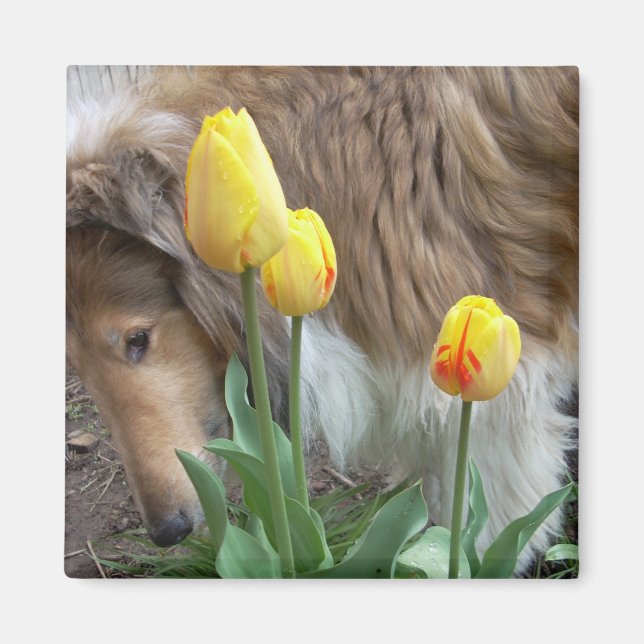 Collie N Tulips Magnet (Framsidan)