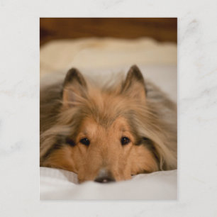 Collie Postcard Vykort