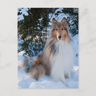 Collie Postcard Vykort