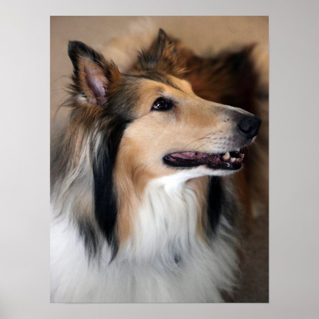 Collie Poster (Framsidan)
