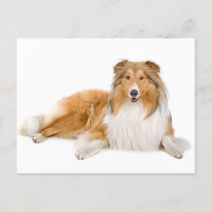 Collie Puppy Hälsning-vykort Vykort