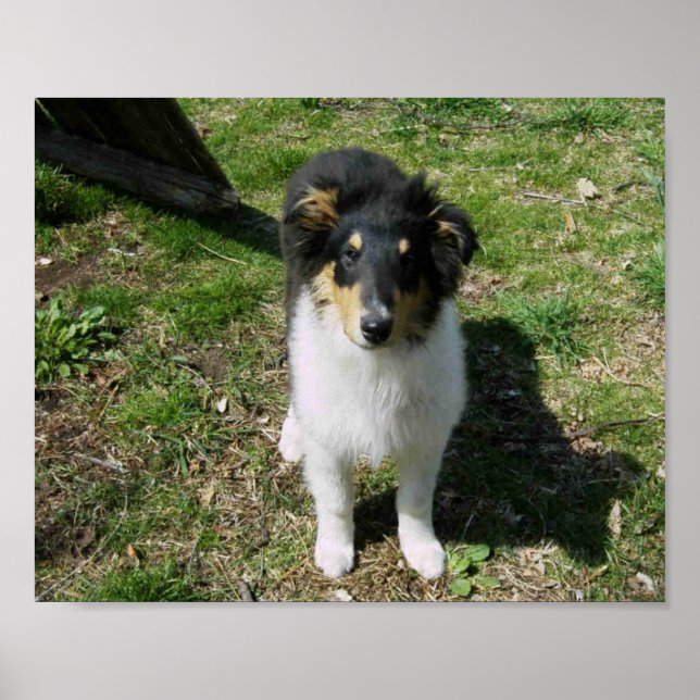 COLLIE PUPPY POSTER (Framsidan)