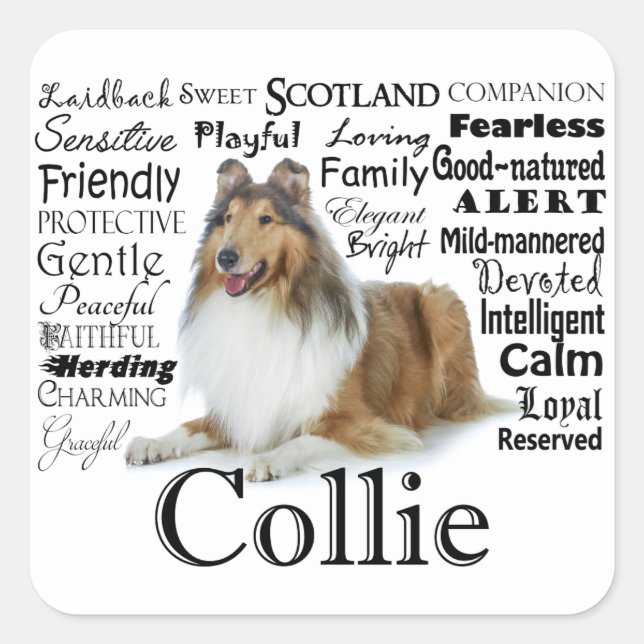 Collie Traits Stickers Fyrkantigt Klistermärke (Framsida)