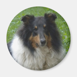 Collie-Tri-Magnet Magnet