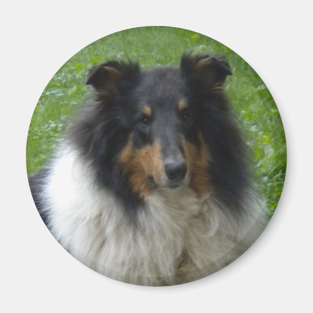 Collie-Tri-Magnet Magnet (Framsidan)