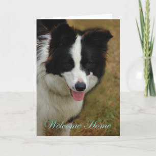 Collie Välkommen hem. Bra att du är hemma igen. Kort