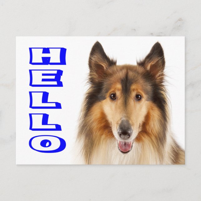 Collie Valp Hund Postkort Vykort (Framsida)