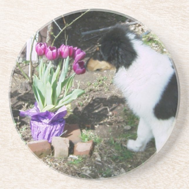 Collie Valp Luktar blommorna Underlägg Sandsten (Framsidan)