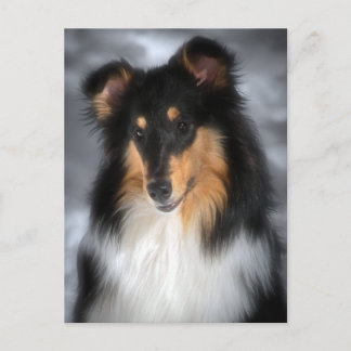 Collie Vykort