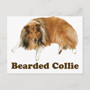 Collie Vykort