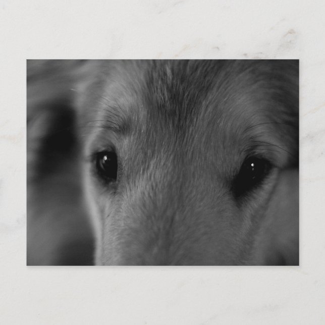 Collie Vykort (Framsida)