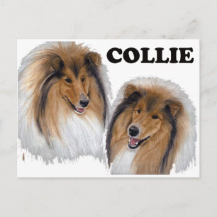 Collie Vykort