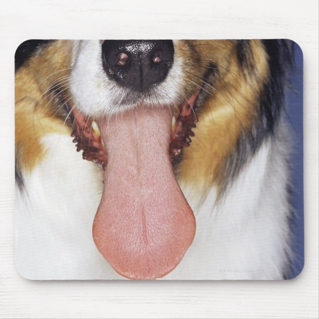 Collie wagging tunga musmatta (Framsidan)