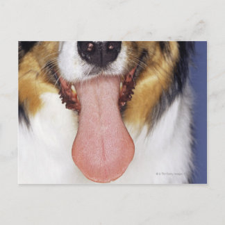 Collie wagging tunga vykort