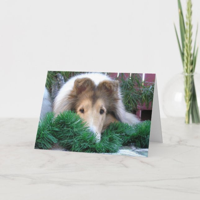 Colliehelgdagkort Helgkort (Framsida)