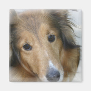 Colliehunden kvadrerar magneten magnet
