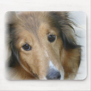 Colliehundmusen vadderar musmatta