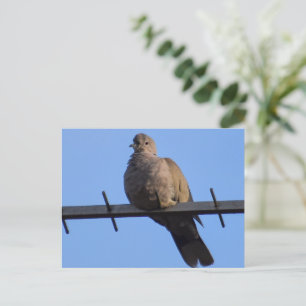 Collred Dove Vykort