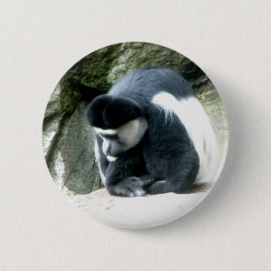 Colobus Knapp