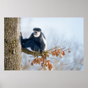 Colobus Monkey i Canopy Poster