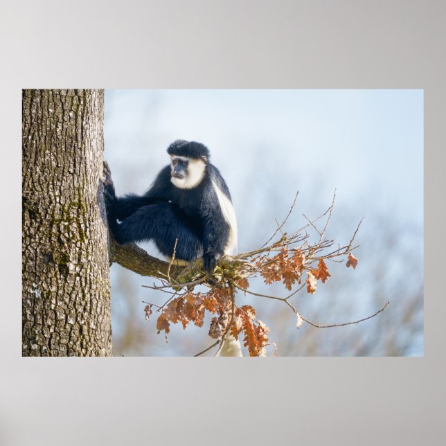 Colobus Monkey i Canopy Poster (Framsidan)