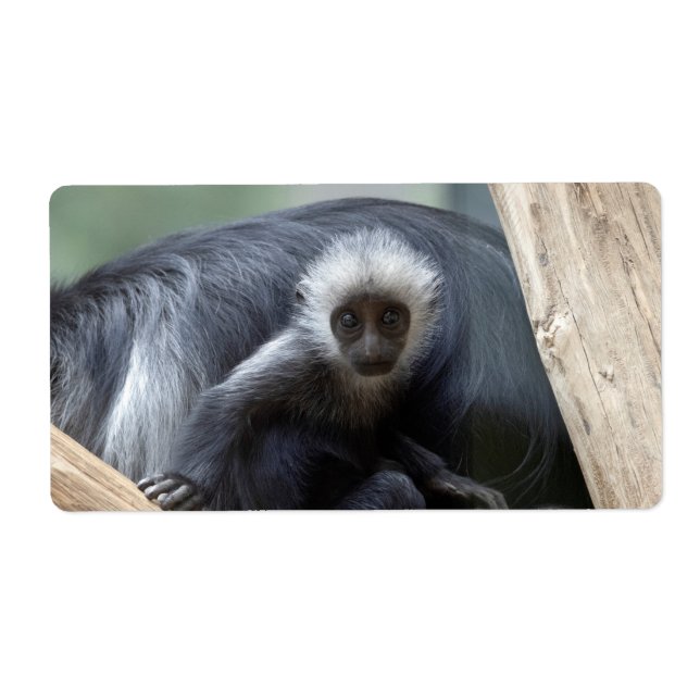 Colobus polykomos fraktsedel (Framsidan)