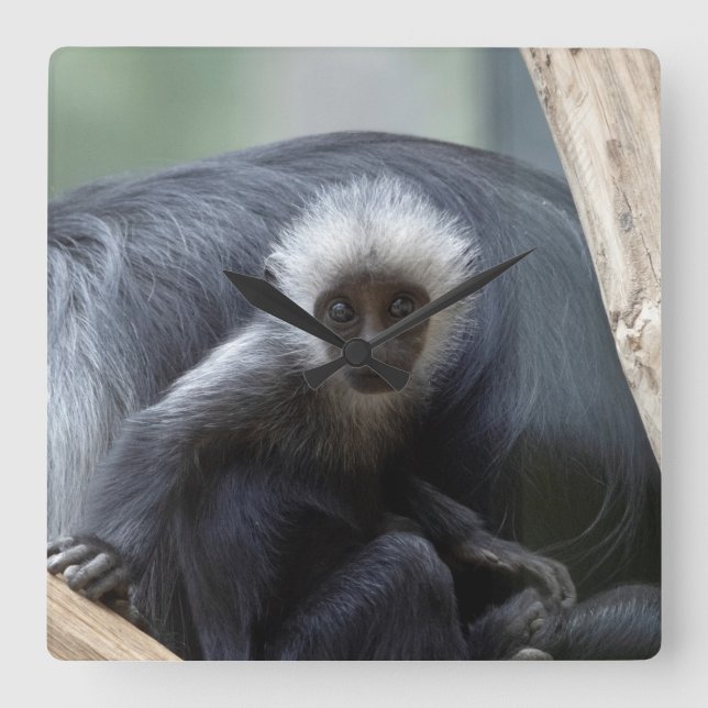 Colobus polykomos fyrkantig klocka (Framsida)