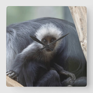 Colobus polykomos fyrkantig klocka