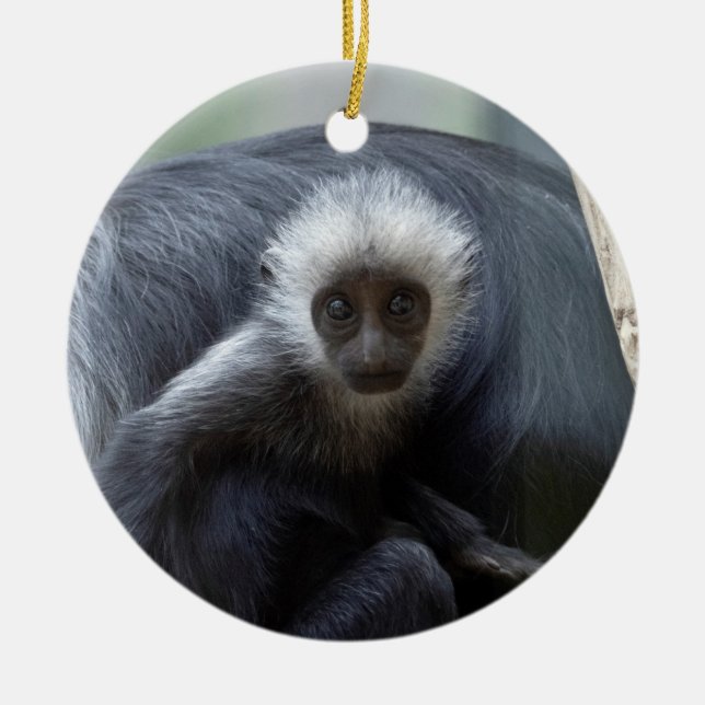 Colobus polykomos julgransprydnad keramik (Framsidan)