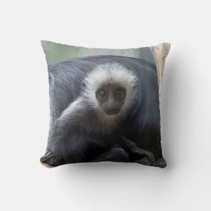 Colobus polykomos kudde