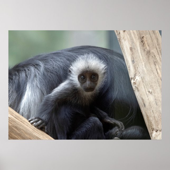 Colobus polykomos poster (Framsidan)