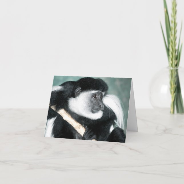 Colobus Ricci Card Kort (Framsida)