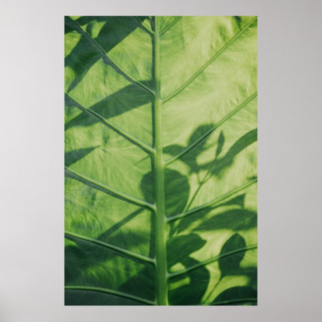 Colocasia esculenta löv poster (Framsidan)