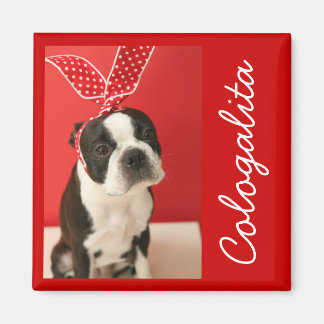 Cologalita Usamimi Magnets Magnet