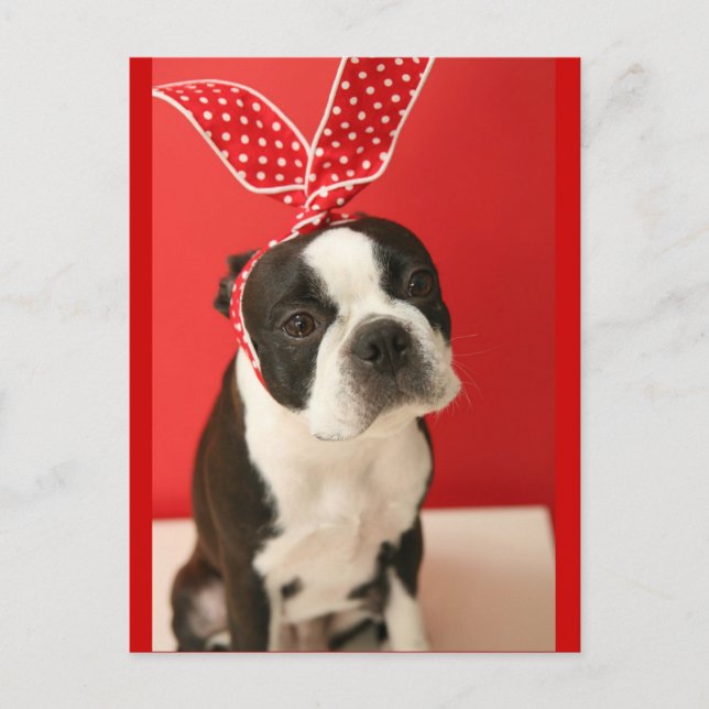 Cologalita Usamimi Postcards Vykort (Framsida)