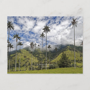 Colombia - El Bosque de Palmas Vykort