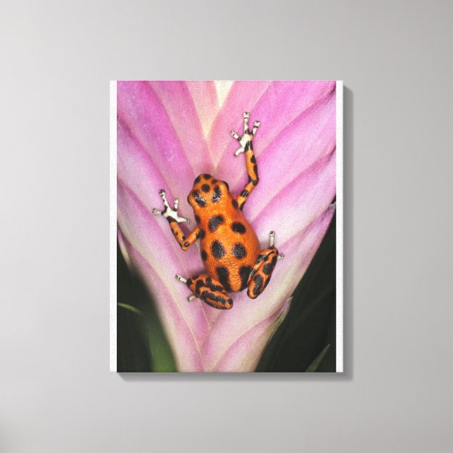Colon Isle Dart Frog, Oophaga pumilio Canvastryck (Framsida)