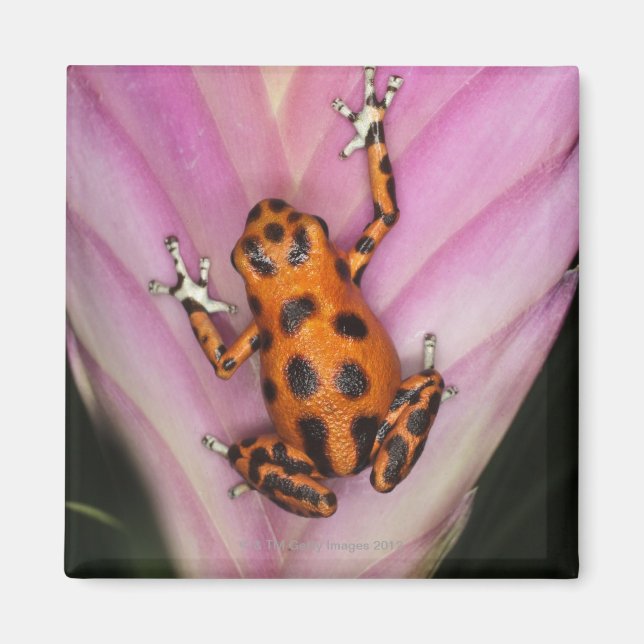 Colon Isle Dart Frog, Oophaga pumilio Magnet (Framsidan)