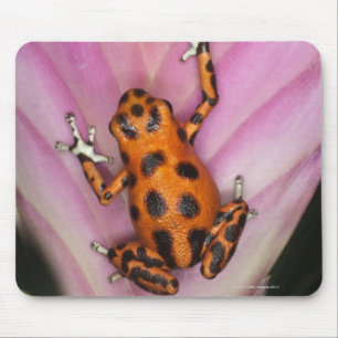 Colon Isle Dart Frog, Oophaga pumilio Musmatta
